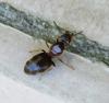 Lasius sp.